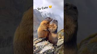 Cutest 😍 #rat #status #viral #shortsfeeds #katto #cute #lovely