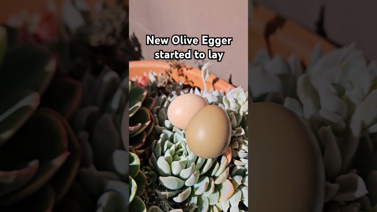 New olive egger started to lay. 