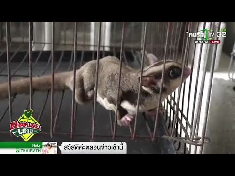 เพาะตัวชูการ์ขาย สร้างรายได้งาม อ