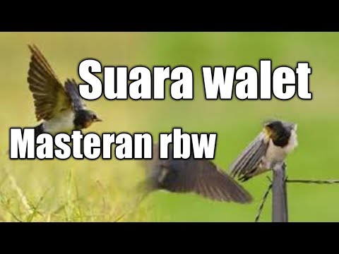 suara-walet-handal-sp-rev-elemen5
