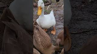 Here They Come And They Want Snacks