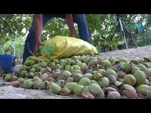 فيديو: متى يمكنك قطف الجوز؟