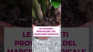 Cosa Fare Se La Zamia Ha I Rami Gialli?