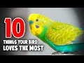 10 things your bird loves the most