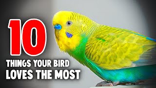 10 Things Your Bird Loves the Most