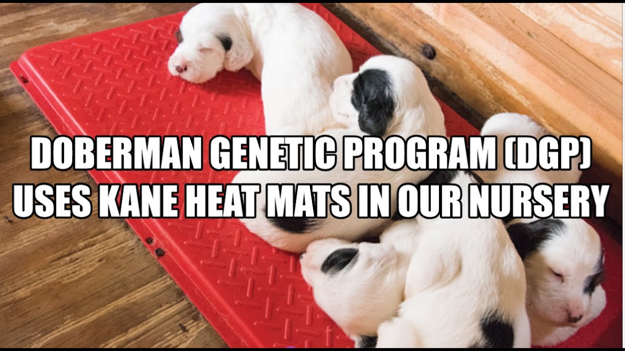 Kane Manufacturing Heated Floor Mat For Dogs And Puppies Welping Kane Manufacturing Heated Floor Mat For