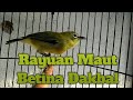 PLECI BETINA DAKUN BALI (DAKBAL) MENCARI PLECI JANTAN