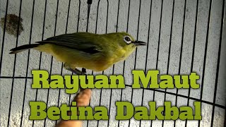 PLECI BETINA DAKUN BALI (DAKBAL) MENCARI PLECI JANTAN