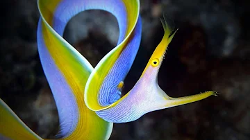 The Ribbon Eel - Animal of the Week