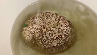 Spawning White Abalone Female