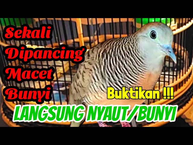 Perkutut Lokal Gacor Suara Biang Pancingan Perkutut Spontan Langsung Nyaut class=