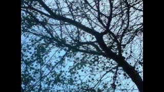 phil collins tearing and breaking