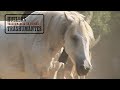 CABALLOS TRASHUMANTES DE LOS PIRINEOS. La Vall Fosca