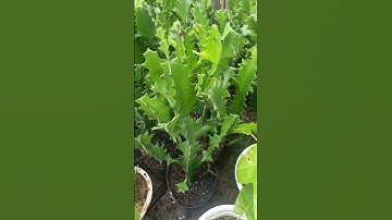 Công dụng của cây xương rồng 3 cạnh mà ít người biết#xuongrong #caycanh #truta