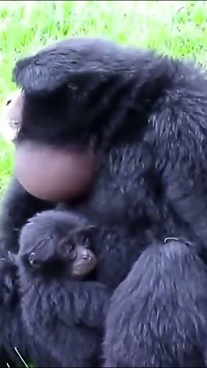 NYANYIAN KERA SIAMANG