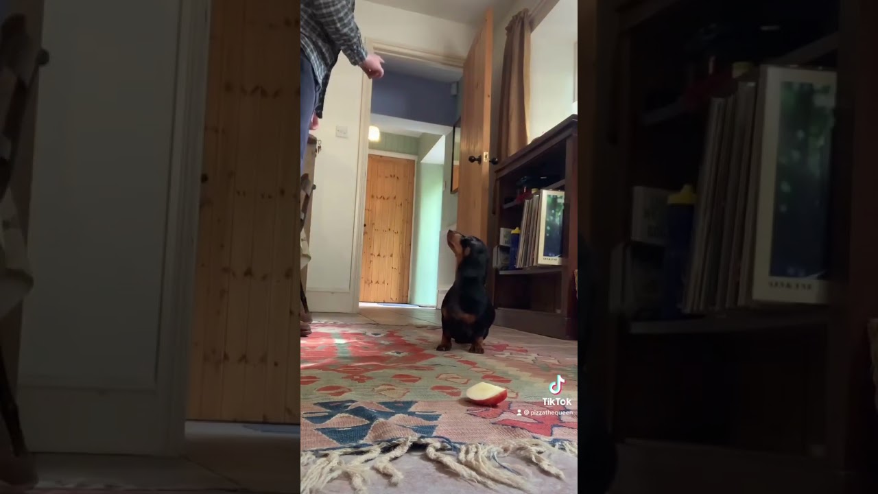 Can Dogs Eat Apples? Dachshund Dog Named Pizza Is Eating Apples