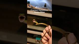 Crazy Side Effects From Venomous Snake Bites! #Reptiles #Venomoussnakes #Snakebite #Gaboonviper