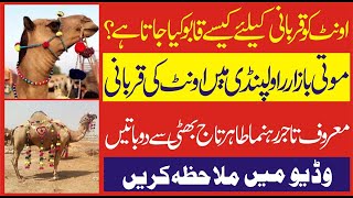 Camel Qurbani 2020 | Camel Qurbani Rawalpindi Moti Bazaar 2020 | Talwar News