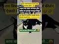 पण बिचाऱ्या मुलींना सम्पूर्ण कीर्तन ऐकावे लागते राव😜 #trending #funny #cutecat #vitthu #animallovers
