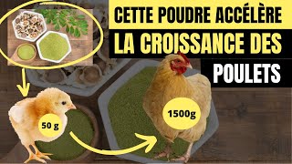 Comment accélérer la croissance des poulets avec la poudre de la graine de moringa ?