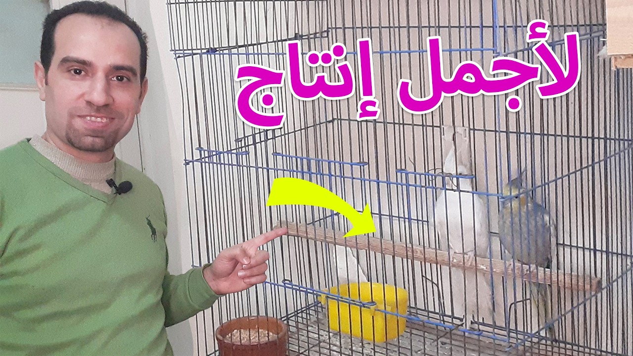 ازاى بعمل احسن جوازات طيور الكوكتيل وبطور نفسي