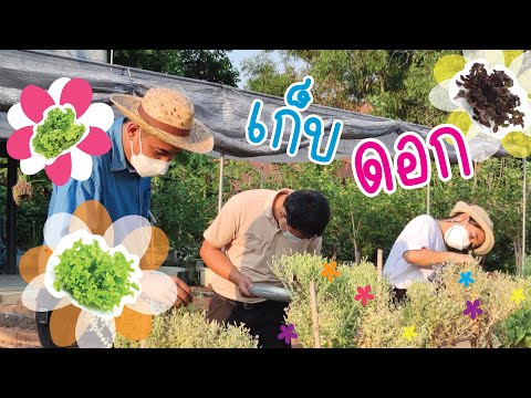 วีดีโอ: การจัดระเบียบและจัดเก็บเมล็ดพันธุ์ – เคล็ดลับเฉพาะสำหรับการจัดเก็บเมล็ดพันธุ์อัจฉริยะ