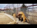 Львы НАЧИНАЮТ ДИЧАТЬ,  если к ним не заходить! The lions GO WILD if you don't go to them !