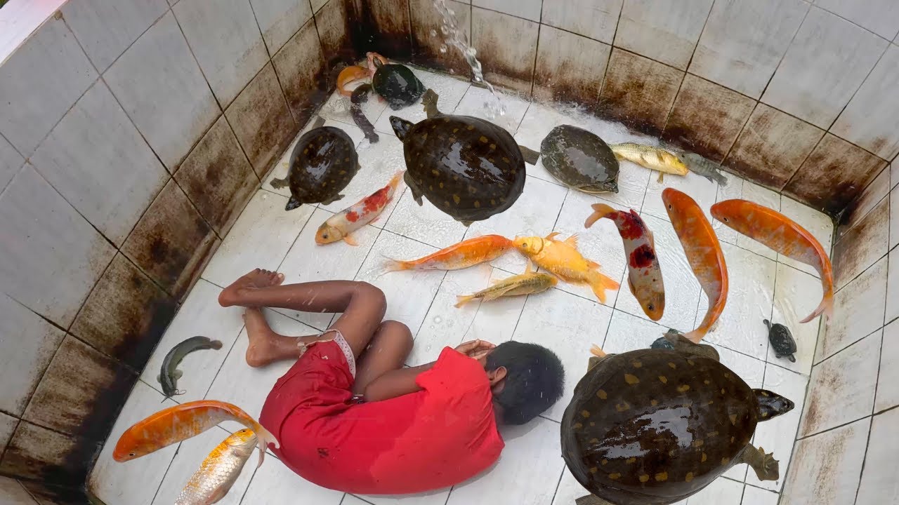 This Girl Clean Fish Tank Aquarium like a Pro (Relaxing 4K Ultra HD)