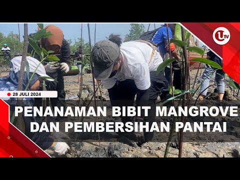 250 BIBIT MANGROVE DITANAM DI PANTAI TANJUNG UMA | U-NEWS