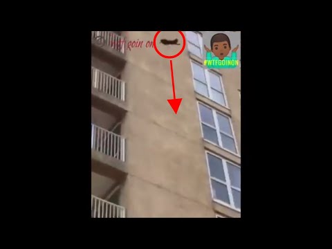 CRAZY! Daring Raccoon jumps from an extremely high building after climbing