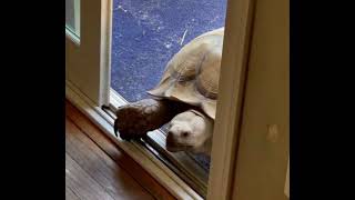 Tortoise Opens Sliding Door And Enters House Along With Dogs by Jukin Media 3,095 views 2 years ago 21 seconds