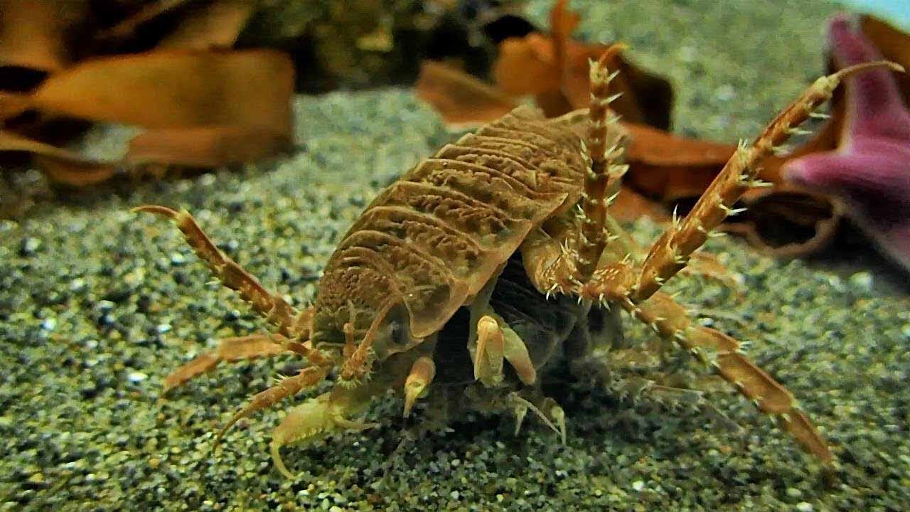 camera iphone 8 plus apk 南極のダンゴムシ 「グリプトノートゥス」（葛西臨海水族園）Antarctic Isopod