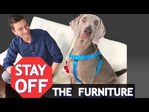 How to Train Your Dog to Stay OFF of the Furniture! *NEW*