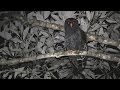 O canto da coruja-preta / Black-banded Owl song (Strix huhula)