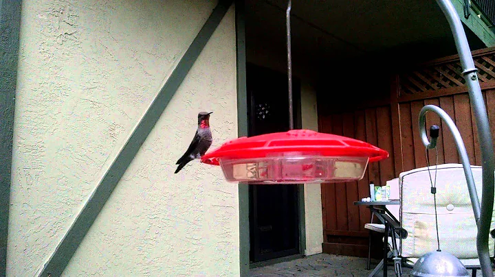 Fearless Hummingbird in Backyard