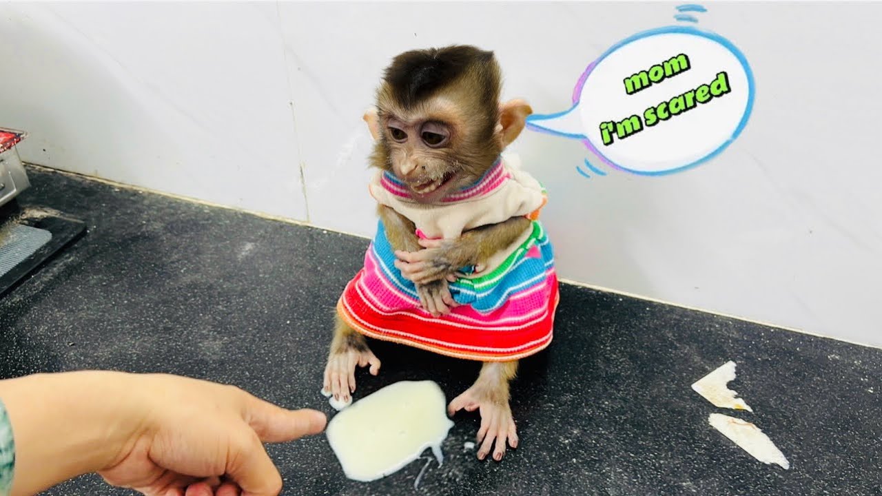 Baby monkey DiDi destroyed the kitchen and was discovered by his mother ...