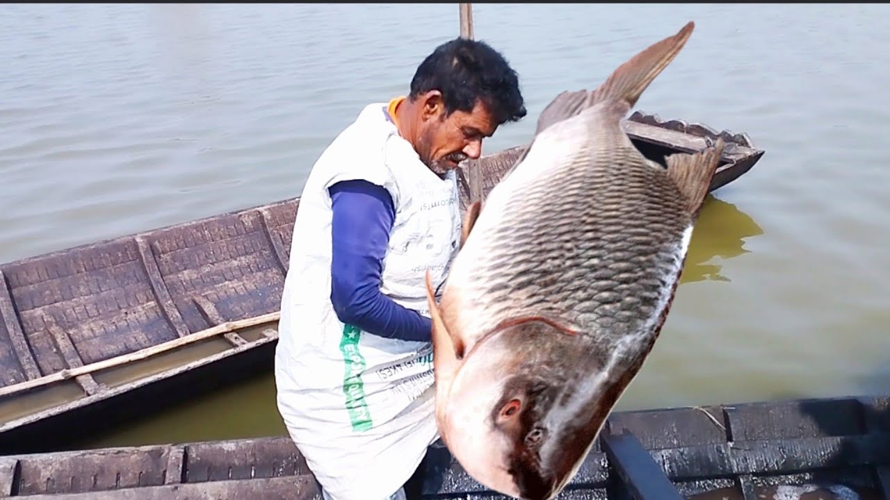 🐟 Many fish fishermen fishing around the big fishing scene / মাছের ভিডিও (147)🐟