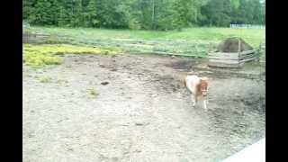 Penelope The Miniature Horse Running In Paddock