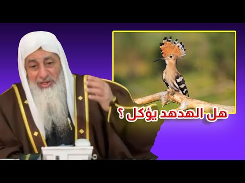 هل يجوز أكل الهدهد فتوى الشيخ مصطفى العدوى
