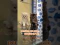 persian kitten sale in bangalore#Ooty#Kodaikanal#Sivakasi#pondicherry#hosur#tenkasi#persiancat