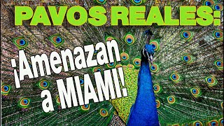 ? Pavos Reales:  ¡Amenazan a Miami!