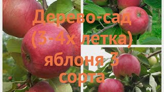 Яблоня обыкновенная Юбиляр-Красное раннее-Мелба 🌿 обзор: как сажать, саженцы яблони
