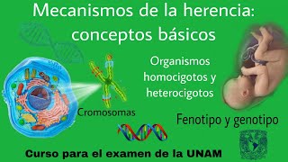 Mecanismos de la HERENCIA: conceptos básicos de GENÉTICA | Fenotipo y Genotipo | Homocigotos