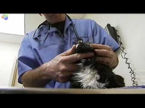Stem Cell therapy cures cat kidney disease 
