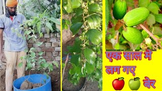 Kashmiri  apple Ber and Thai apple Ber   plant grow in containers  fruiting  started