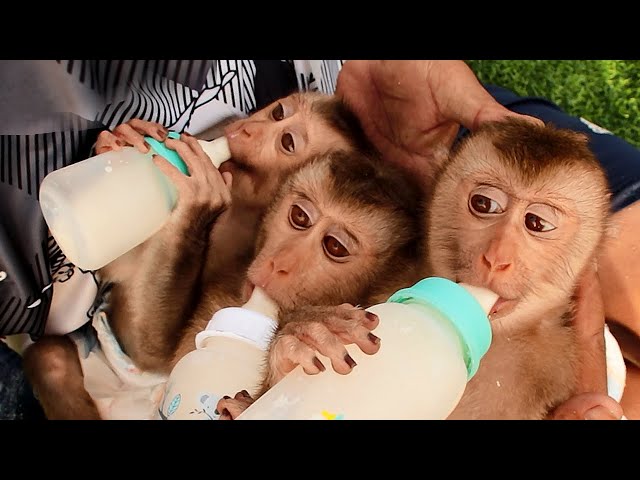 Baby Steps to a Big Boy Cup. - a monkey and his mama