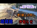 【狩猟】鹿を三頭止め刺し、雄雄雄。猪、鹿を有害鳥獣の捕獲事業にて捕獲中、ほかにも、稲作、養蜂、釣り、アウトドア、サバイバル、田舎暮らしを発信中!deer hunting hunter in japan