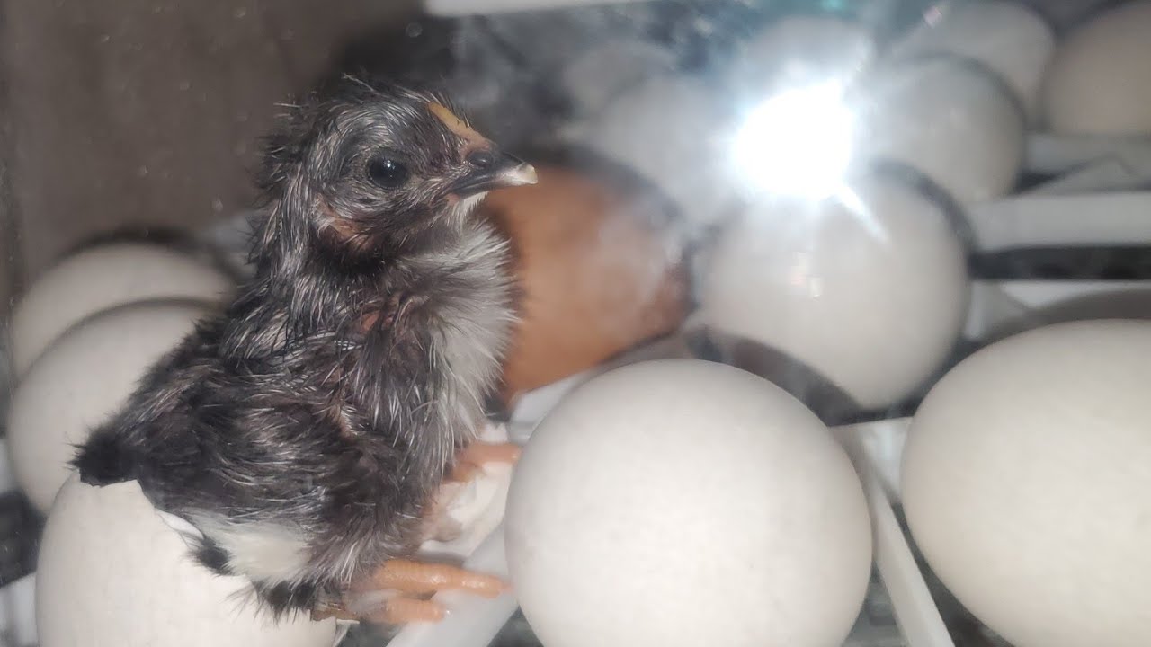 My incubated chicken egg hatched - YouTube