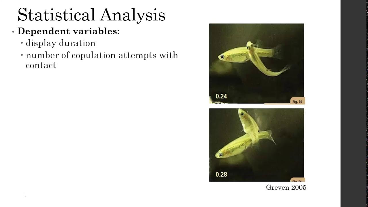 Audience effects in Girardinus metallicus - Talk at the First Poecilid Fishes Virtual Forum Samantha M. West (California Polytechnic State University, San Luis Obispo) With Hunter S Wortmann, William John