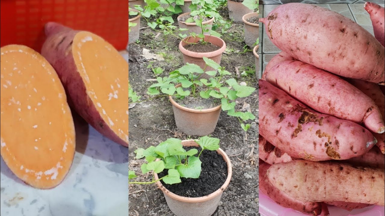 How to Grow Sweet Potatoes in Feed Bags  Fresh Eggs Daily with Lisa Steele